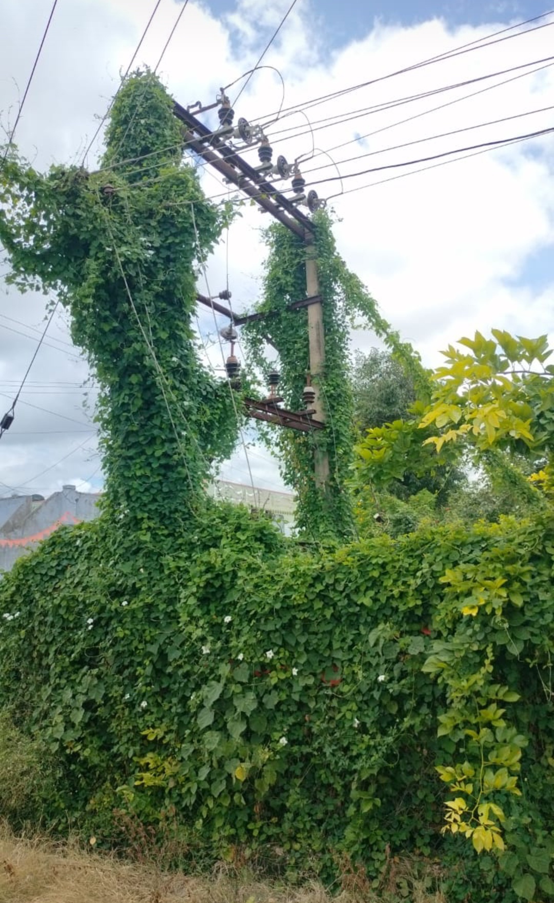 విద్యుత్‌ ట్రాన్స్‌ఫార్మర్‌ను అల్లుకున్న చెట్ల తీగలు