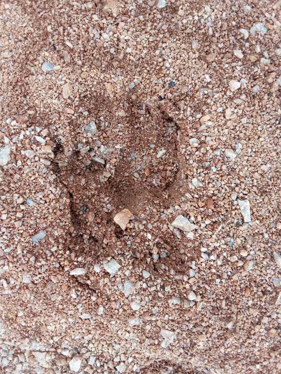 హైనా సంచారం..!!