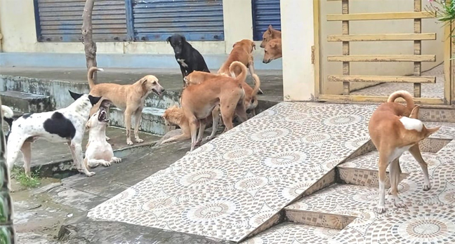 కుక్కల బెడద… జంకుతున్న ప్రజలు