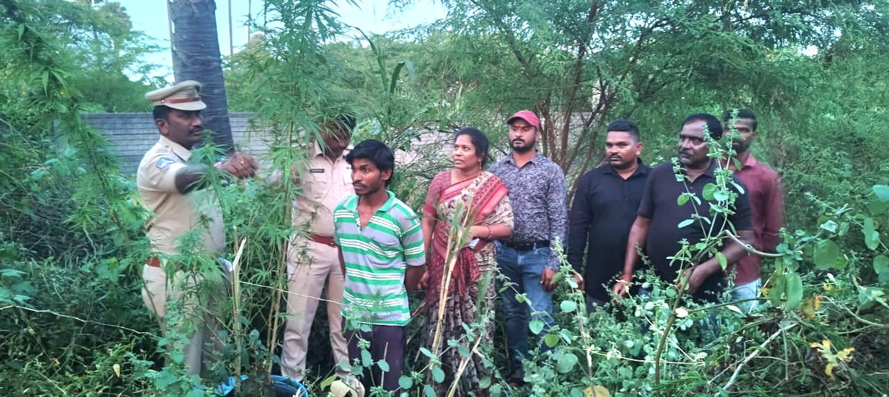 గంజాయి విక్రతలపై కఠిన చర్యలు